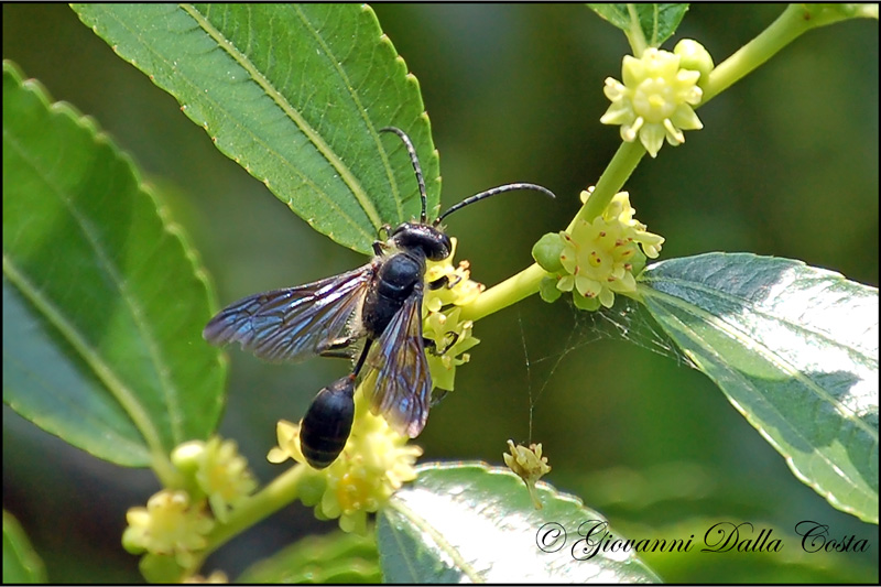 Isodontia mexicana (Sphecidae)